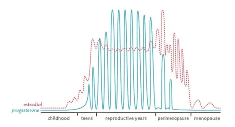 Hormones-through-the-lifespan.png